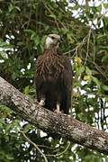 Madagascar Fish Eagle