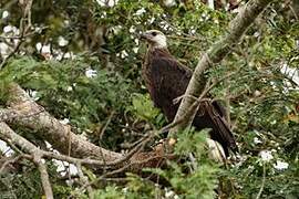 Madagascar Fish Eagle