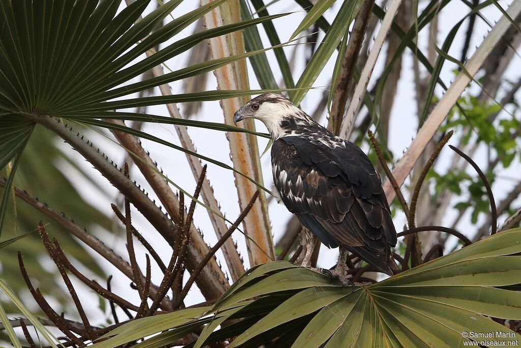 African Fish Eagle