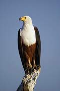 African Fish Eagle