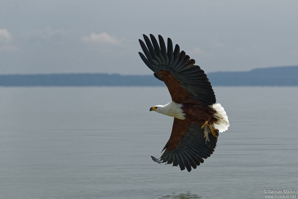 Pygargue vocifèreadulte, pêche/chasse