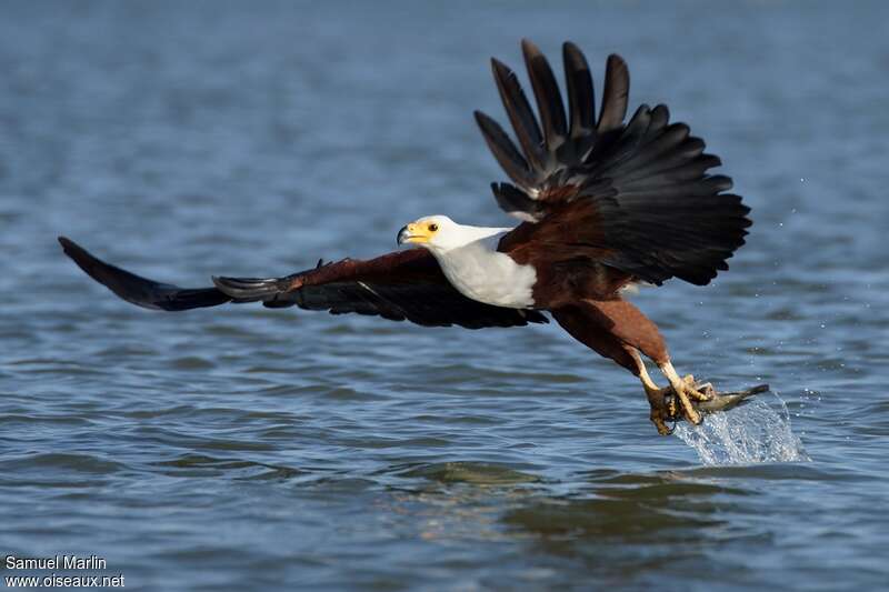 African Fish Eagle male adult, Flight, fishing/hunting