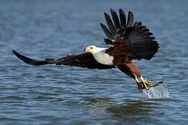 African Fish Eagle