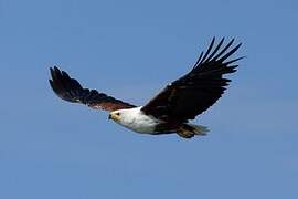 African Fish Eagle