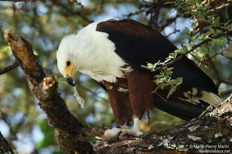 African Fish Eagle male adult, eats