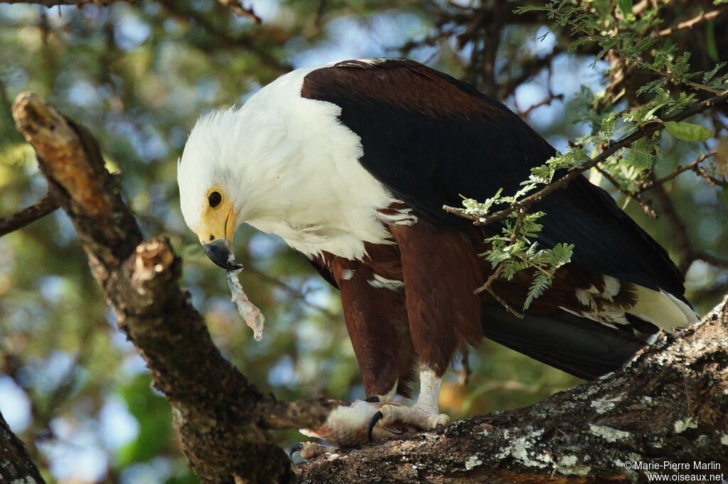 African Fish Eagle male adult, eats