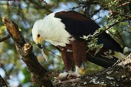 African Fish Eagle