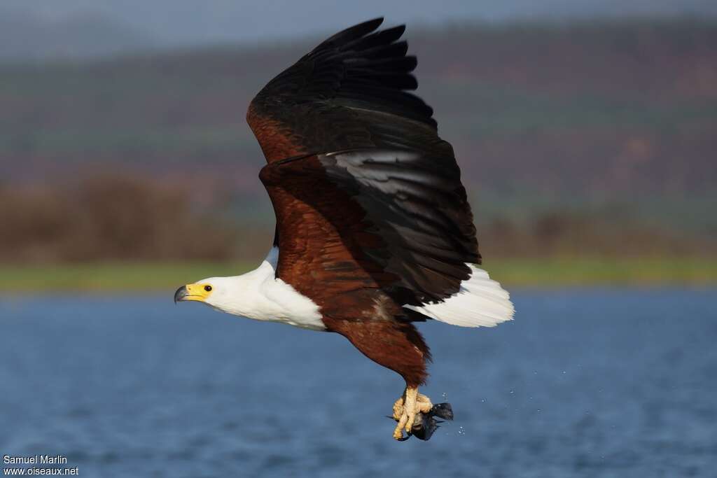 African Fish Eagle male adult, Flight, fishing/hunting