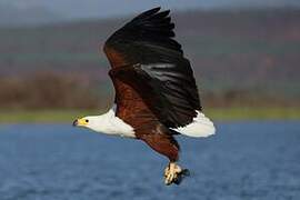 African Fish Eagle