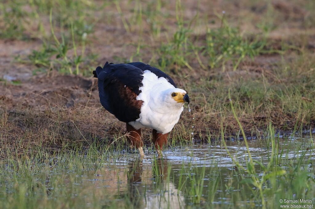 African Fish Eagle