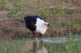 African Fish Eagle