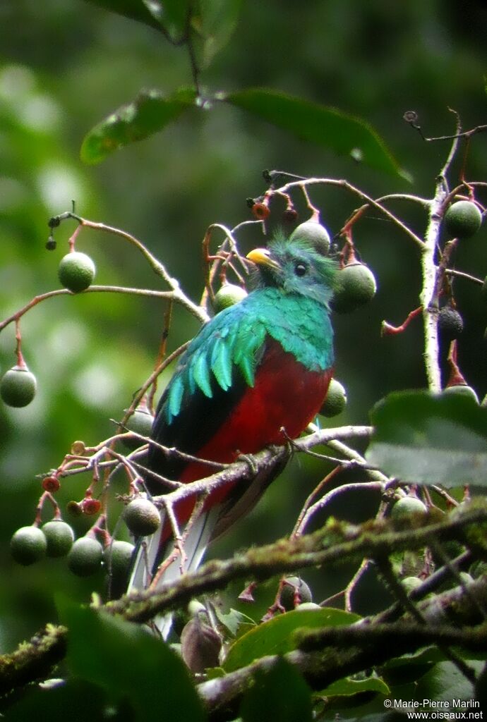 Resplendent Quetzal male adult