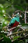 Quetzal resplendissant