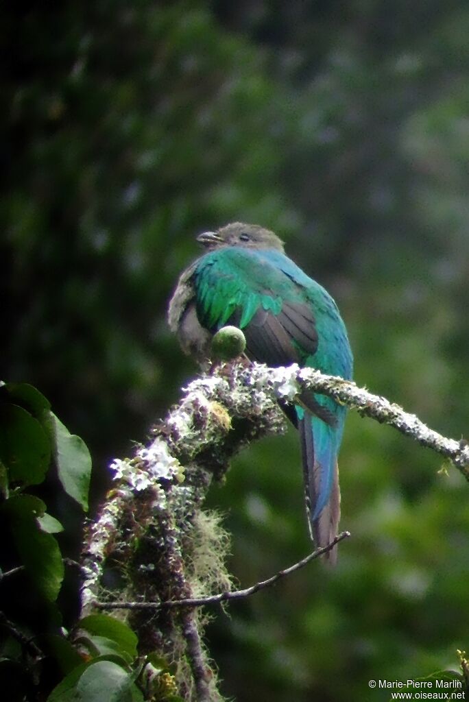 Quetzal resplendissant femelle adulte