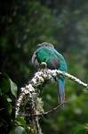 Quetzal resplendissant