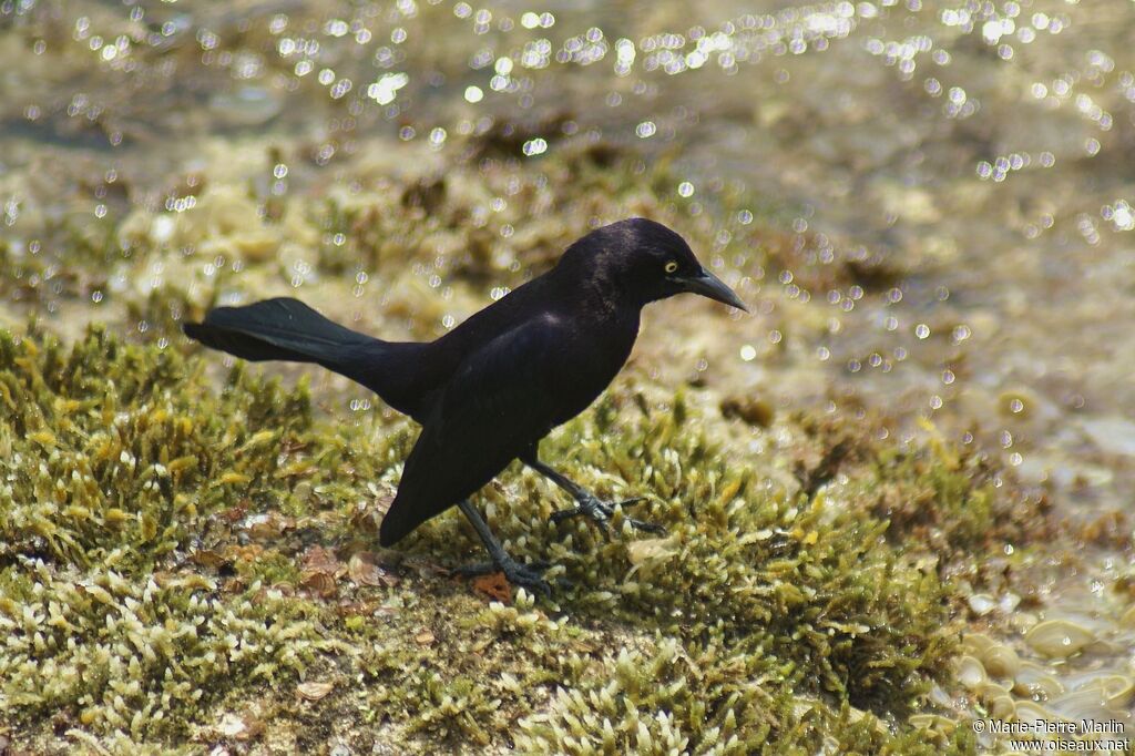 Great-tailed Grackle male adult