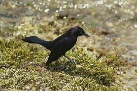 Great-tailed Grackle