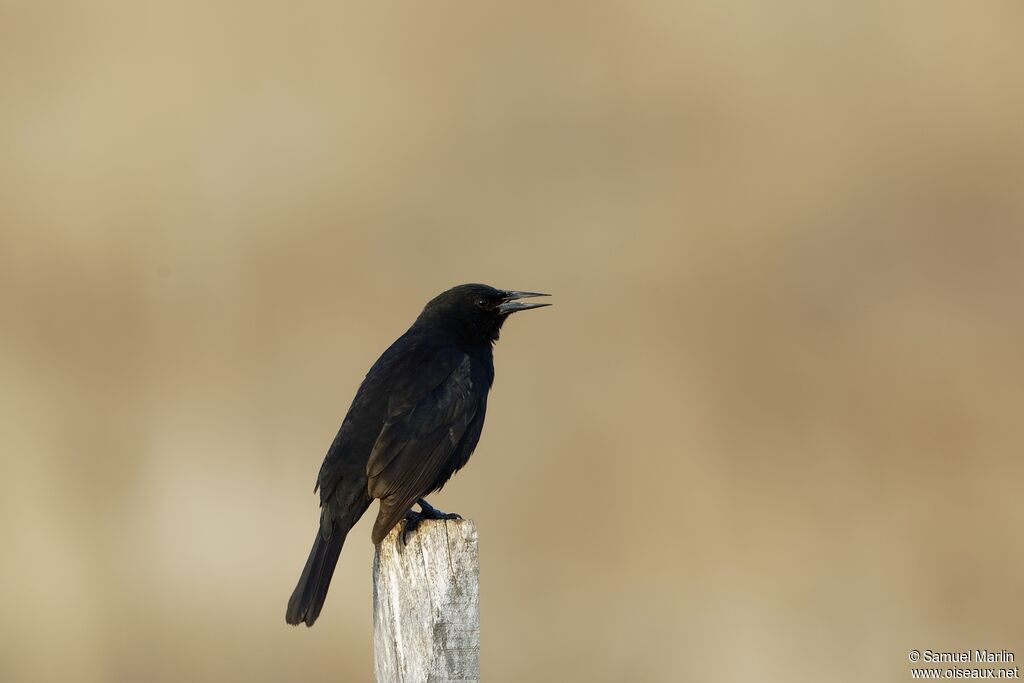 Austral Blackbirdadult