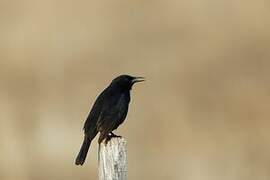 Austral Blackbird