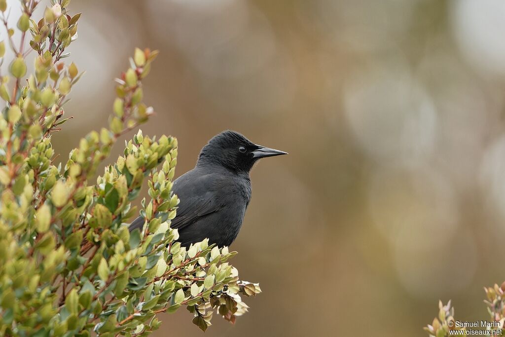 Austral Blackbirdadult