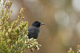 Austral Blackbird