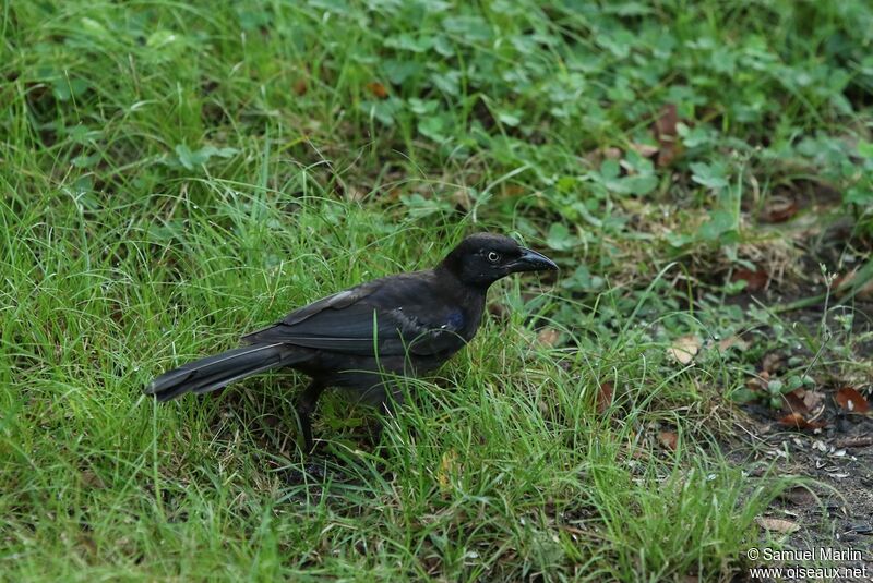 Common Grackle male adult