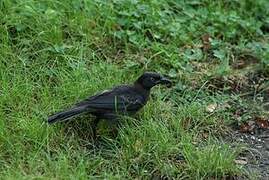 Common Grackle