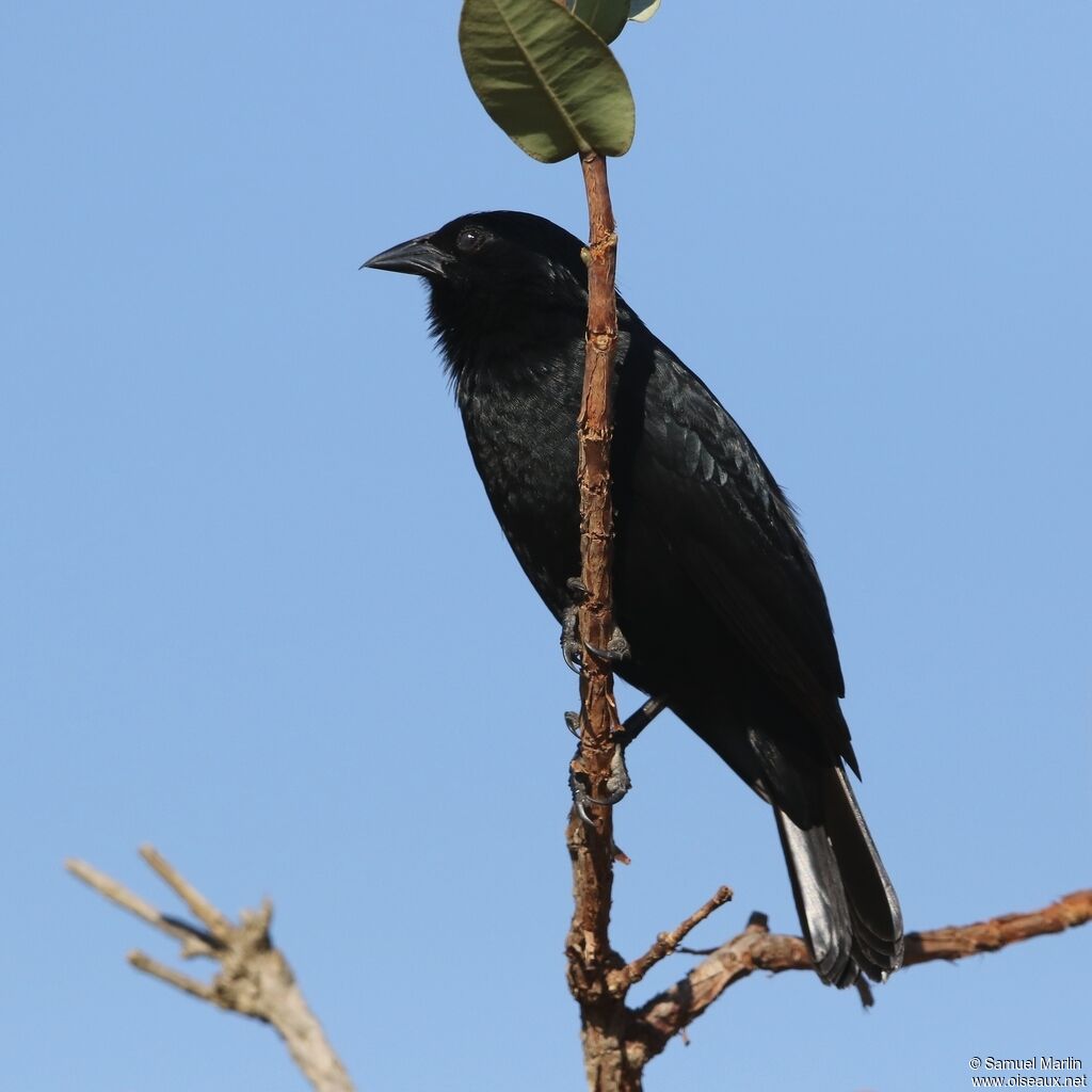 Chopi Blackbird