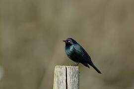 Brewer's Blackbird