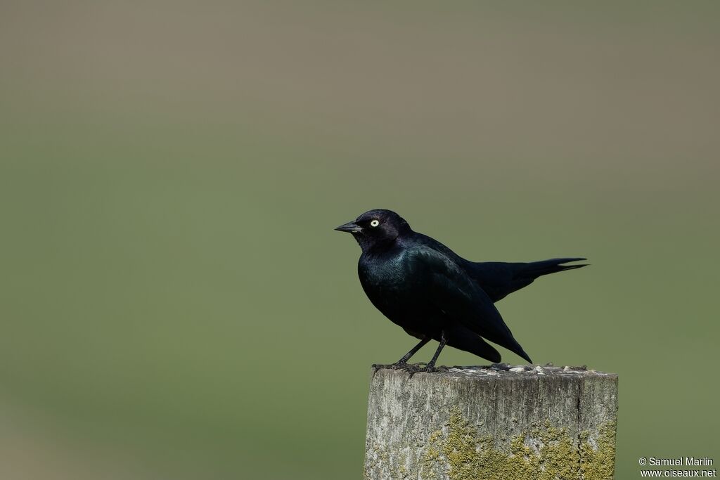 Brewer's Blackbird male adult