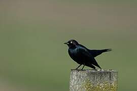 Brewer's Blackbird