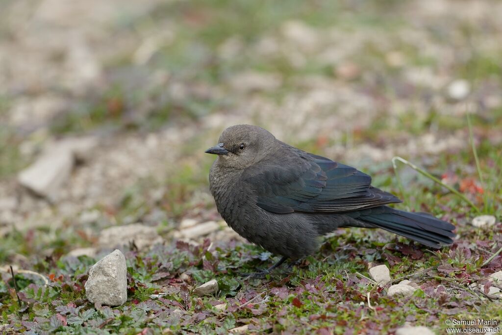 Brewer's Blackbird female adult