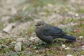 Brewer's Blackbird