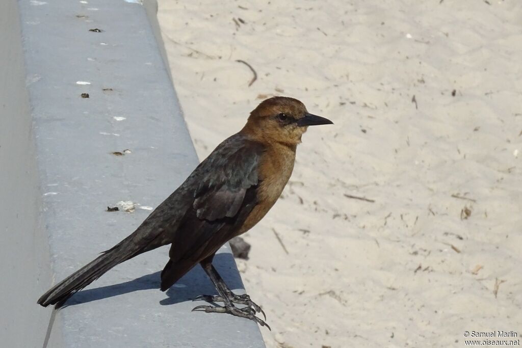 Boat-tailed Grackle