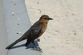 Boat-tailed Grackle