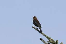 Rusty Blackbird