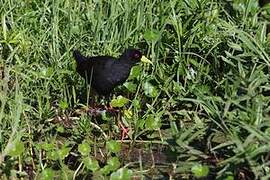 Black Crake