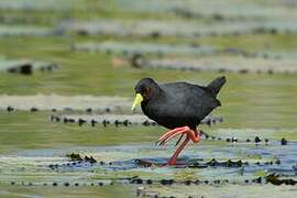 Black Crake