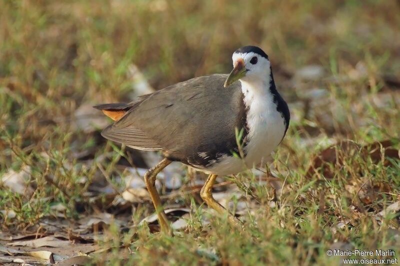 White-breasted Waterhen