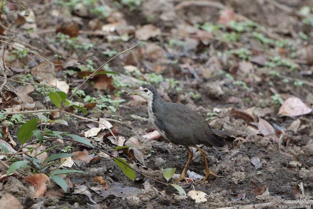 White-breasted Waterhenadult