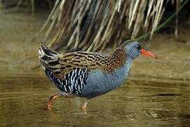 Water Rail