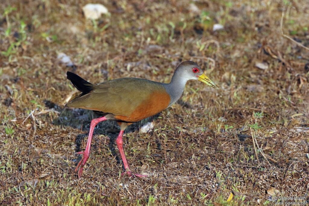 Grey-necked Wood Railadult