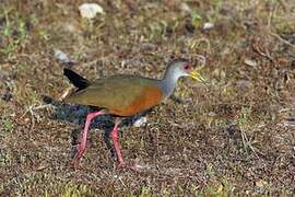 Grey-cowled Wood Rail