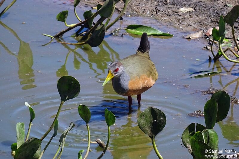 Grey-necked Wood Railadult