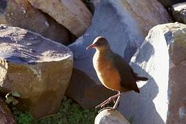 Rouget's Rail