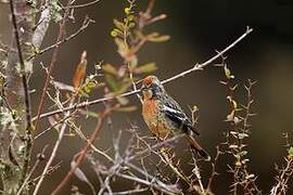 Rufous-tailed Plantcutter