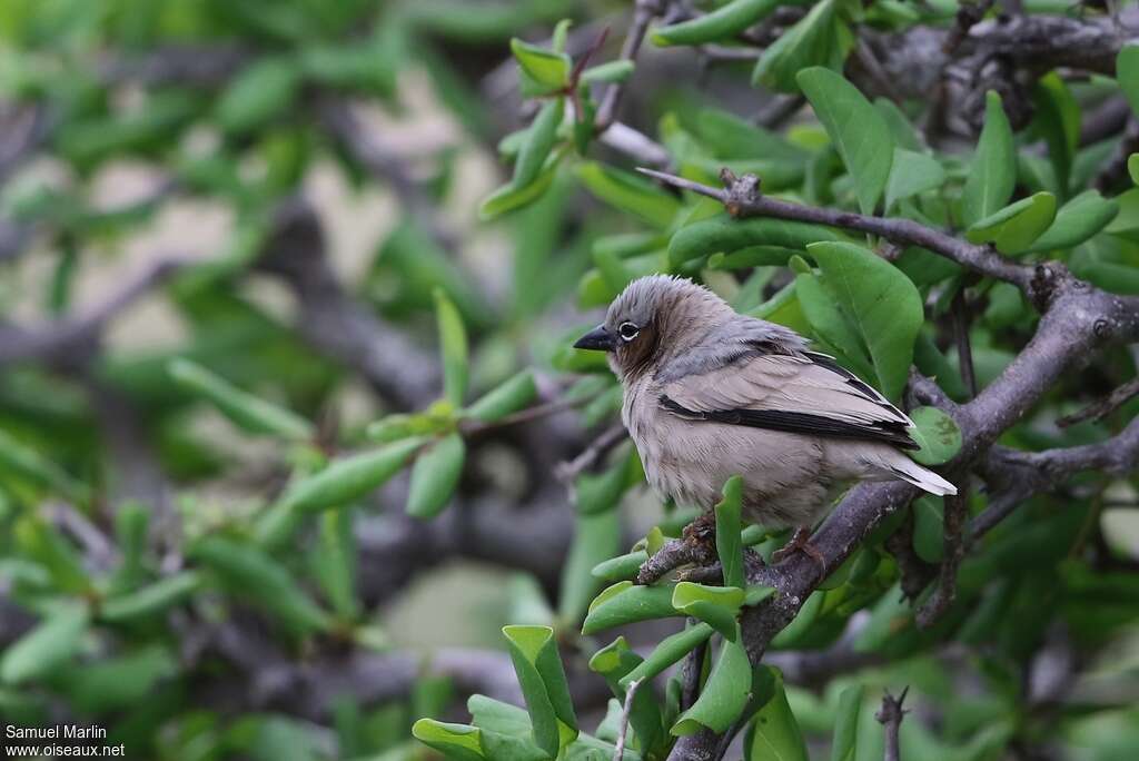 Grey-capped Social Weaveradult, habitat, pigmentation