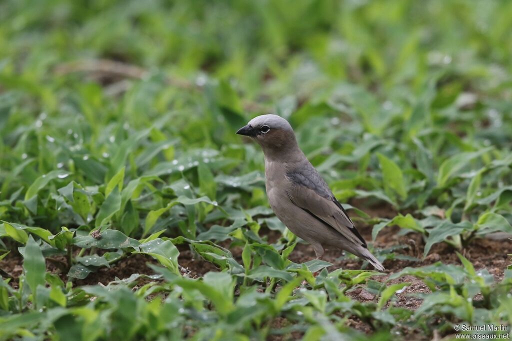 Grey-capped Social Weaveradult