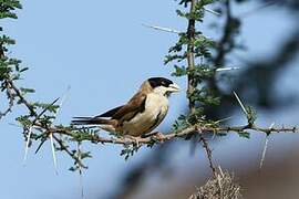 Black-capped Social Weaver