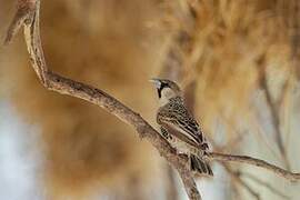 Sociable Weaver